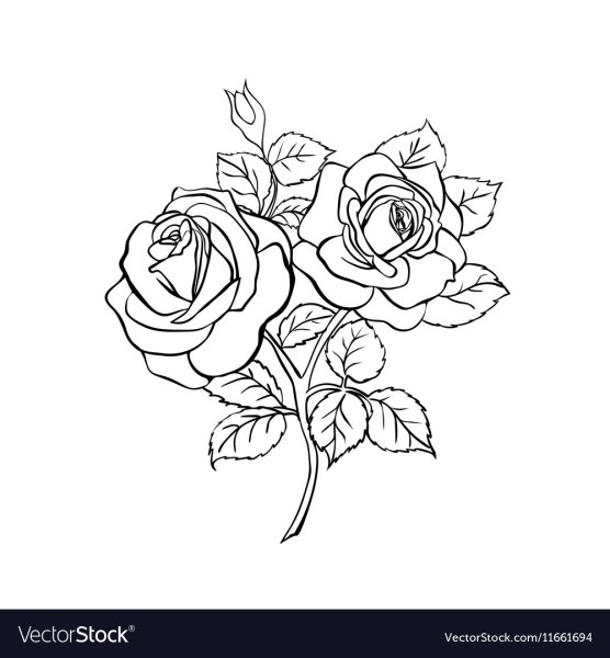 Розы эскиз контур белый