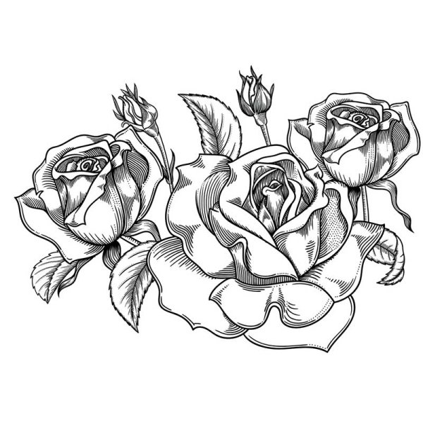 Роза с разных ракурсов