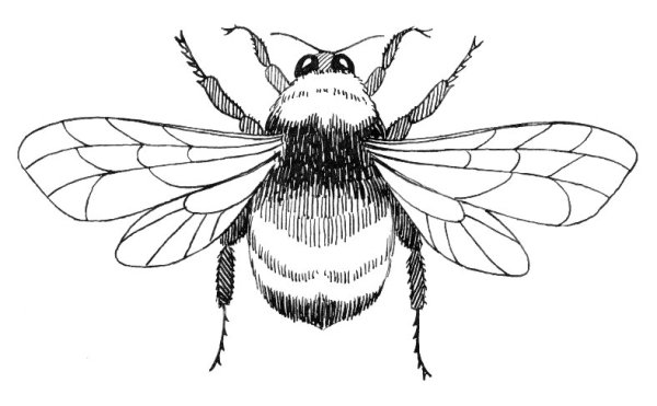 Полет шмеля раскраска