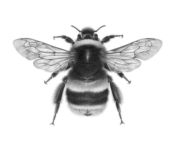 Шмель черно белый