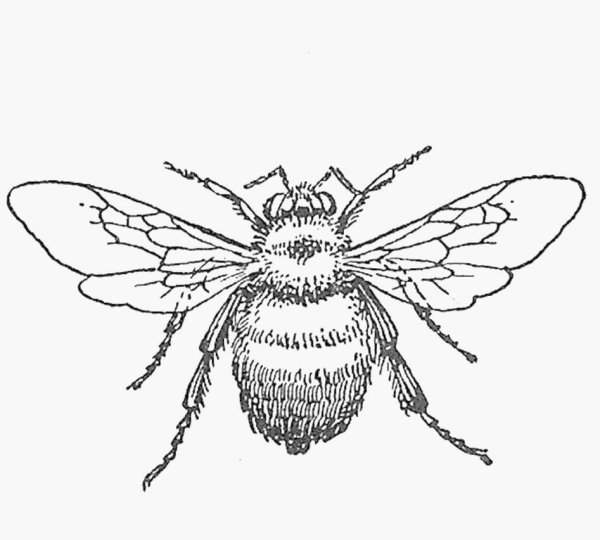 Шмель черно белый