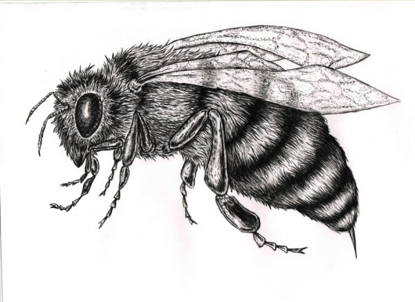 Насекомые черно белые