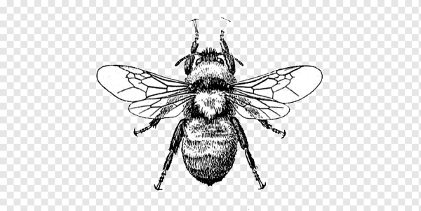 Пчела Векторная Графика
