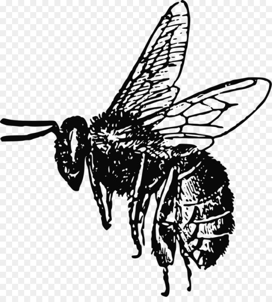 Пчела медоносная Крылья