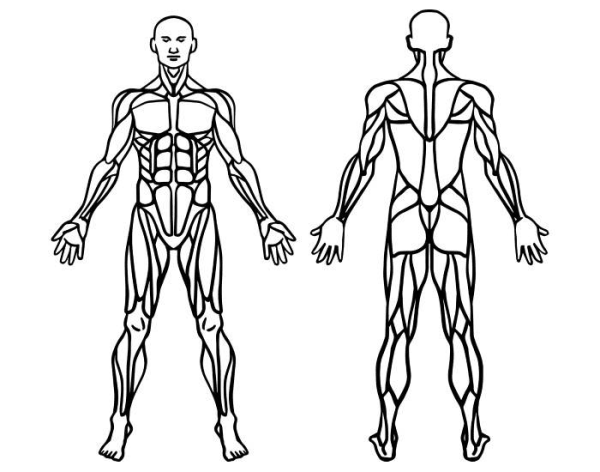 Мышцы женщины