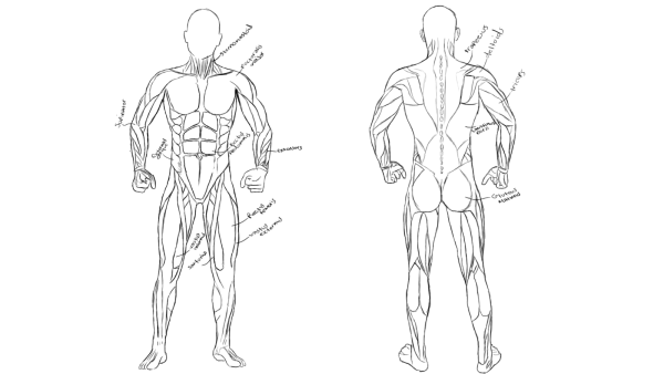 Мышцы туловища и конечностей