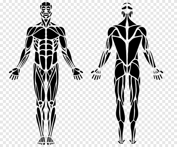 Мышцы контур