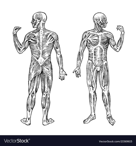 Мышечная система человека спереди и сзади