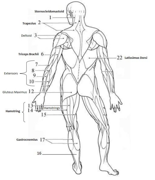 Мышечная система человека атлас схема