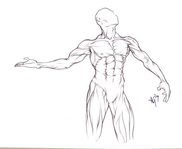 Мышцы скетч