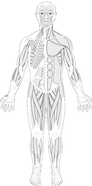 Анатомия человека для разукрашивания