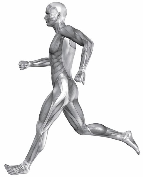 Мышцы человека в движении