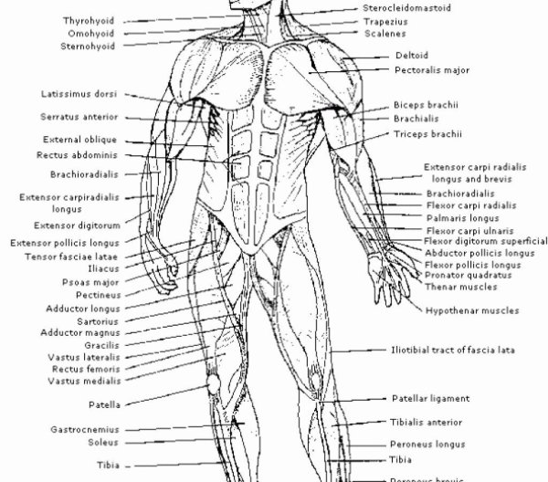 Мышцы схема