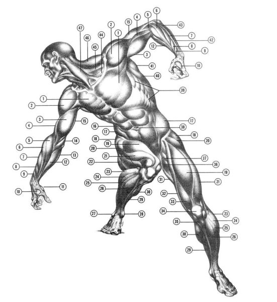 Динамическая анатомия Берн Хогарт
