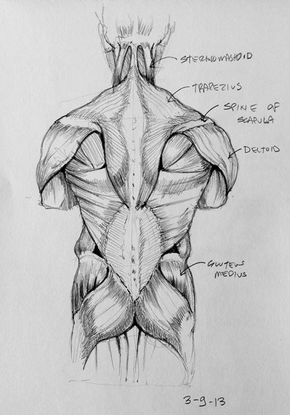 Мышцы спины для художников