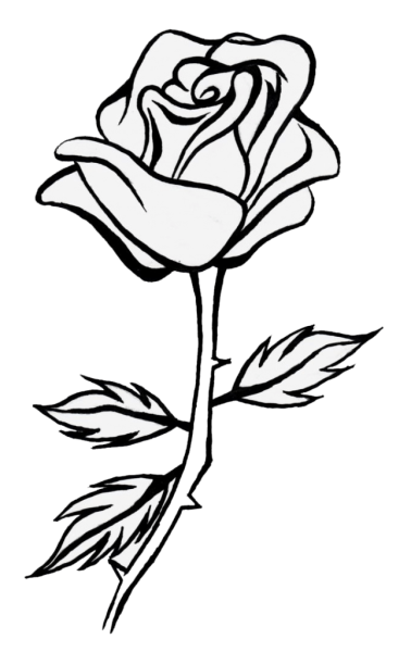 Роза рисунок
