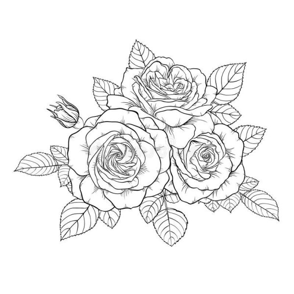 Букет роз контур