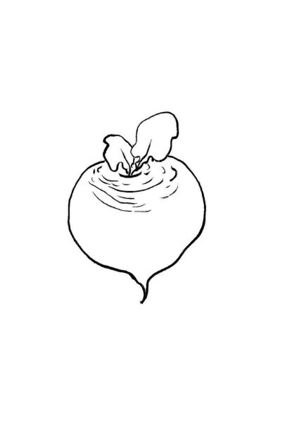 Редиска раскраска