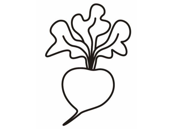 Свекла раскраска для детей