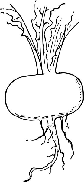 Репа рисунок для детей