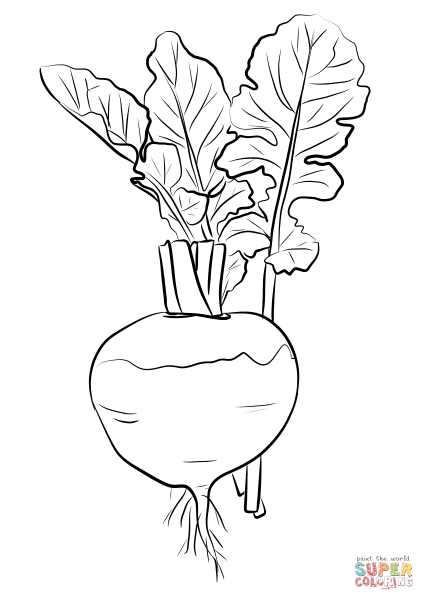 Свекла раскраска для детей