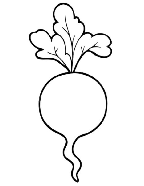 Репа корень