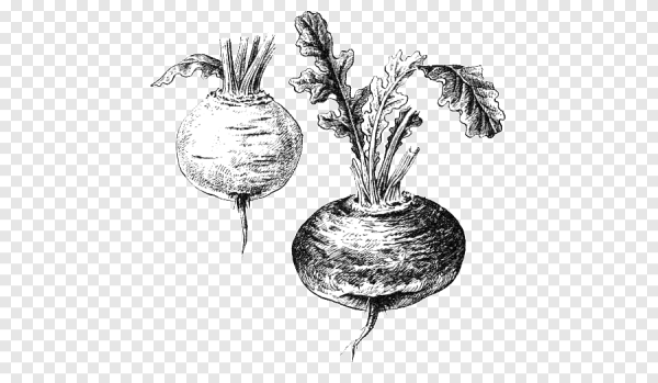 Свекла раскраска