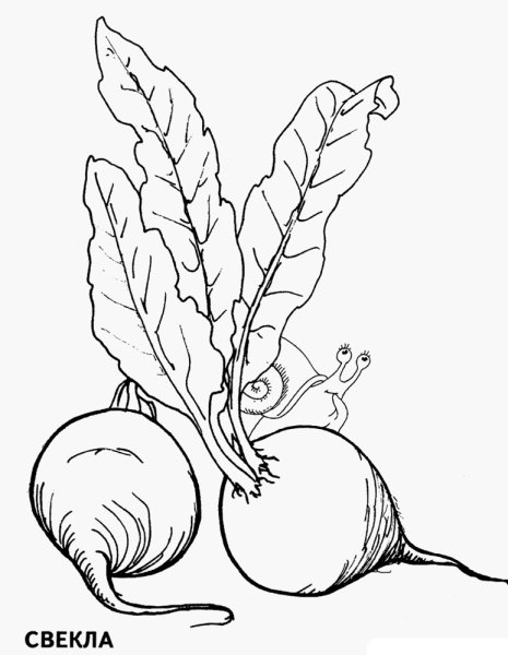 Свекла раскраска для детей