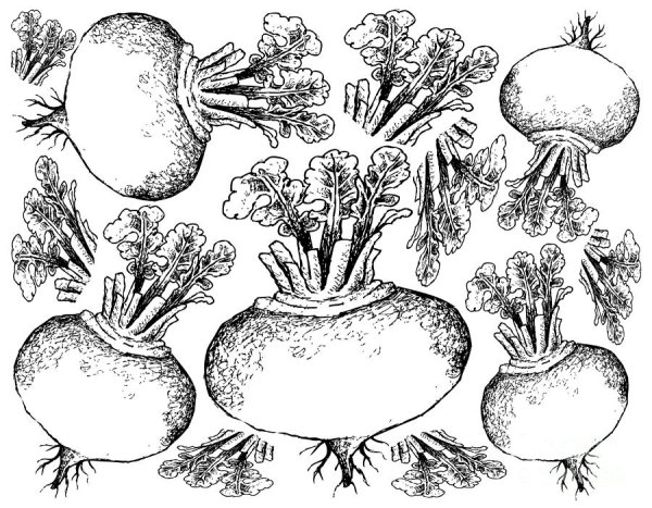 Свекла раскраска для детей