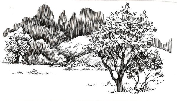 Природный пейзаж в графике