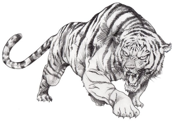 Крадущийся тигр вид сбоку