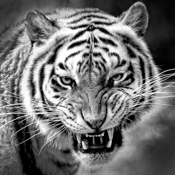 Тайгер тигр