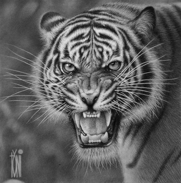 Оскал тигра реализм
