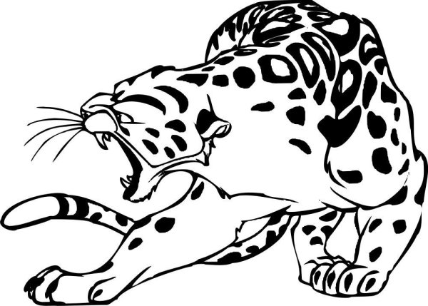 Леопард черно белый