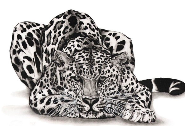 Ягуар эскиз