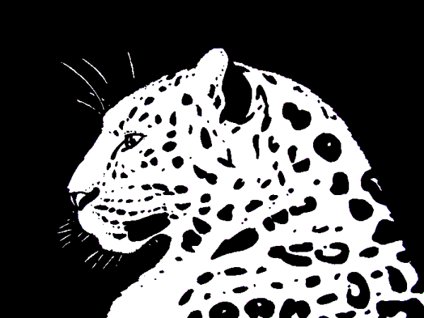 Black White леопард