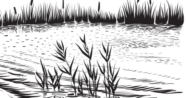 Камыш Графика