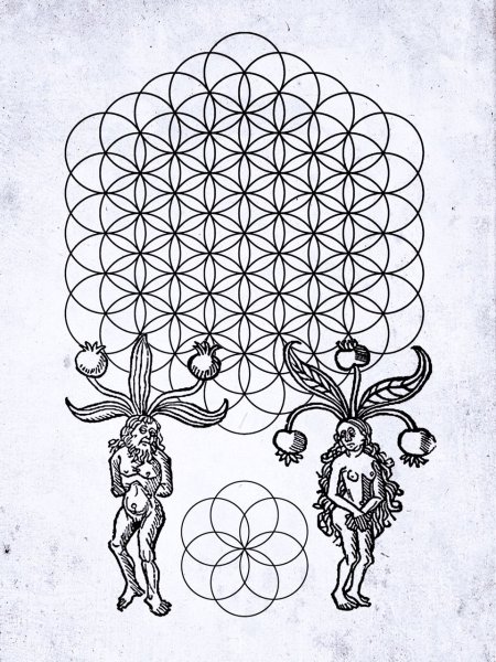 Рыбий пузырь Сакральная геометрия