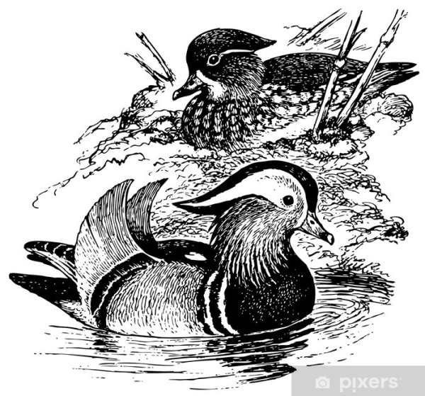 Утка Мандаринка