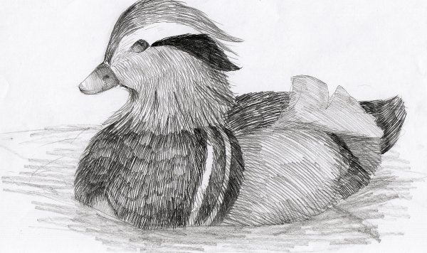 Утка Мандаринка черно белая