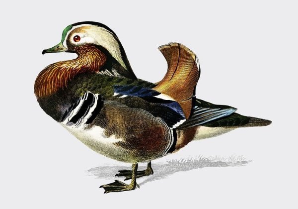 Утка Мандаринка раскраска для детей