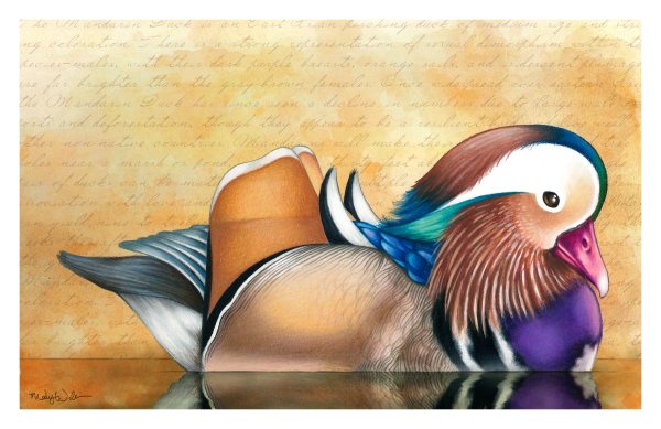 Утка Мандаринка вектор