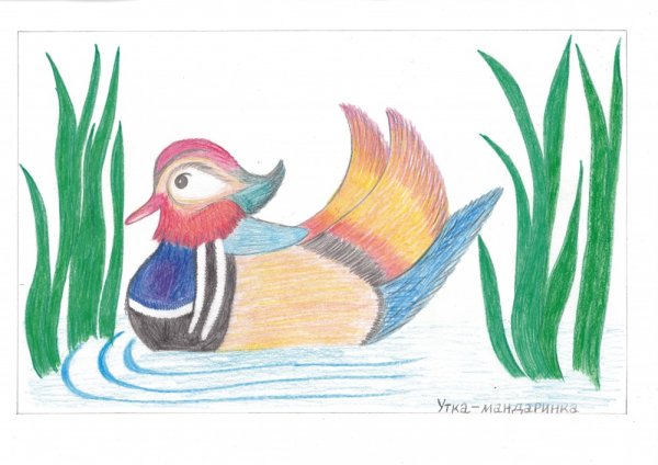Утка Мандаринка трафарет
