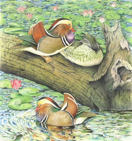 Мандаринка птица раскраска