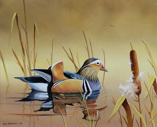 Утка Мандаринка раскраска