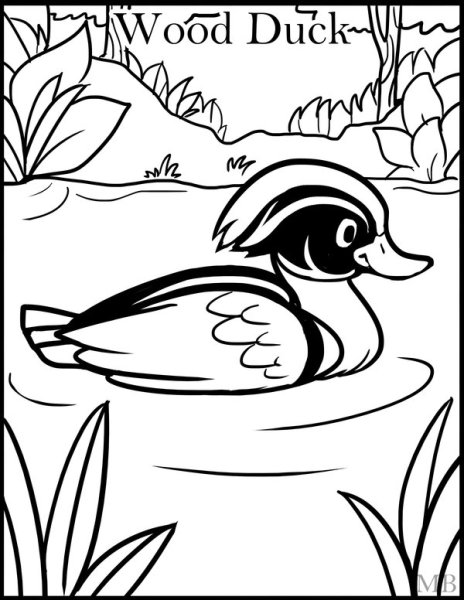 Утка Мандаринка красная