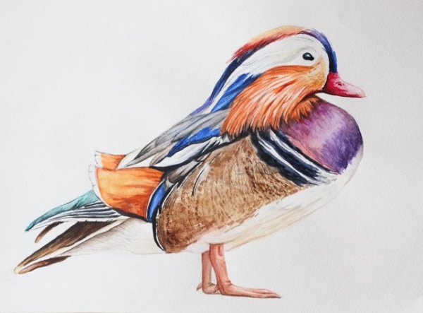 Рисунок утки мандаринки