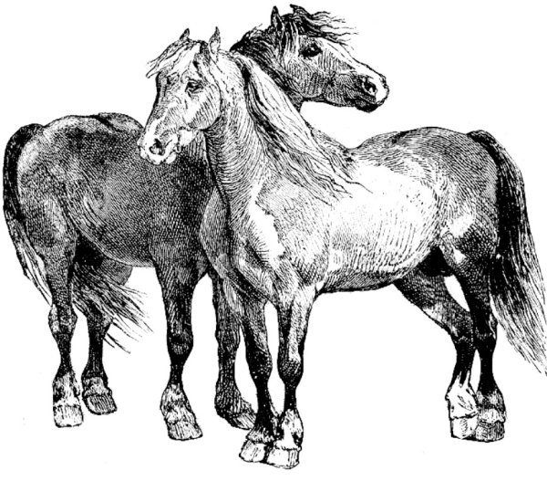 Конь черно белый рисунок