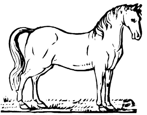 Раскраска конь