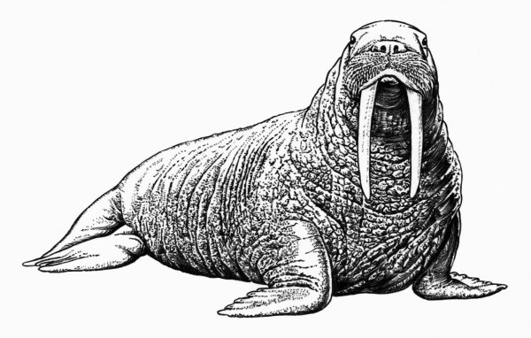 Стилизованный морж